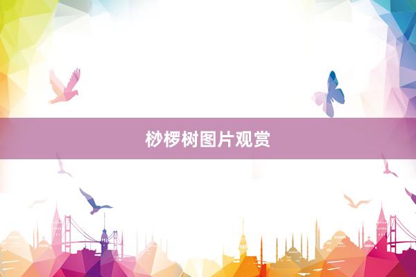 桫椤树图片观赏